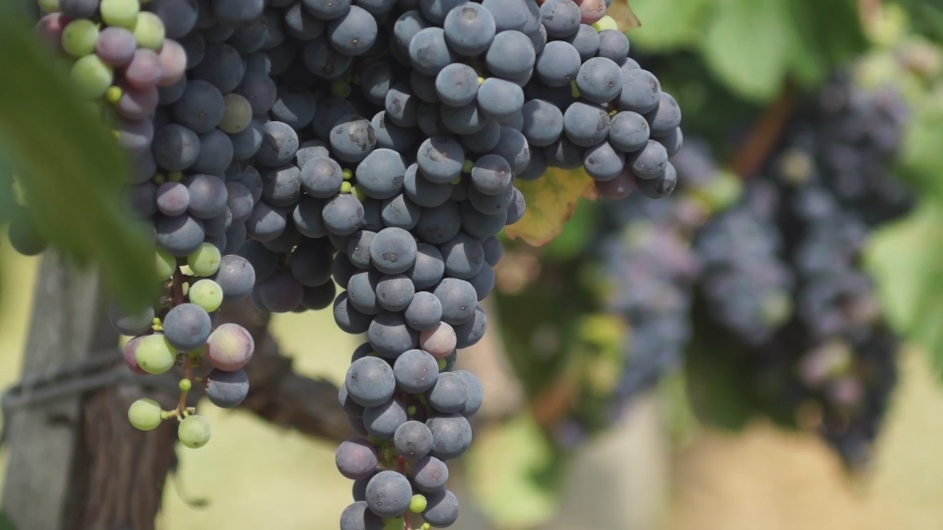 WALT Rosellas Pinot Noir winemaker video discussing vineyard and vintage